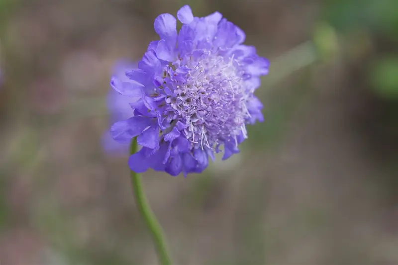 scabiosa columbaria butterfly blue P10.5 - afbeelding 2