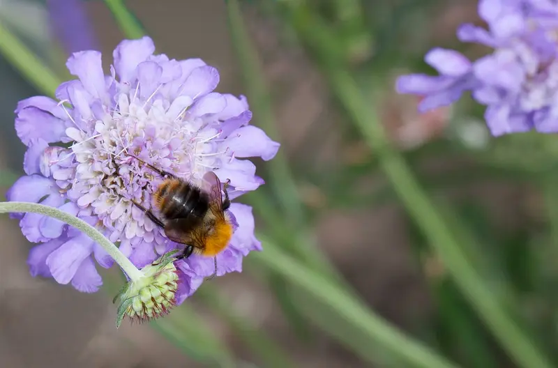 scabiosa columbaria butterfly blue P10.5 - afbeelding 3