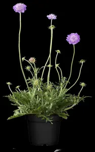 scabiosa col. 'butterfly blue' P9 - afbeelding 4