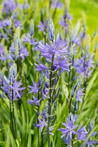 camassia leichtlinii 'caerulea' P11 - afbeelding 3