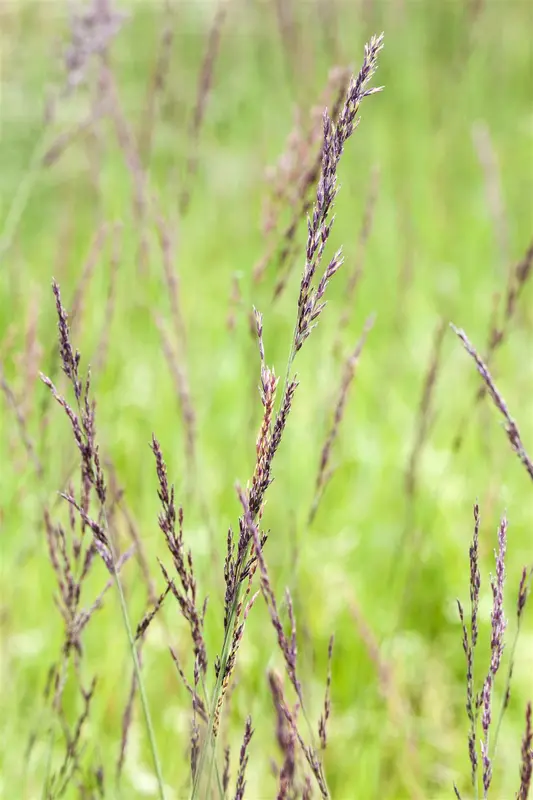 molinia caerulea P9 - afbeelding 1