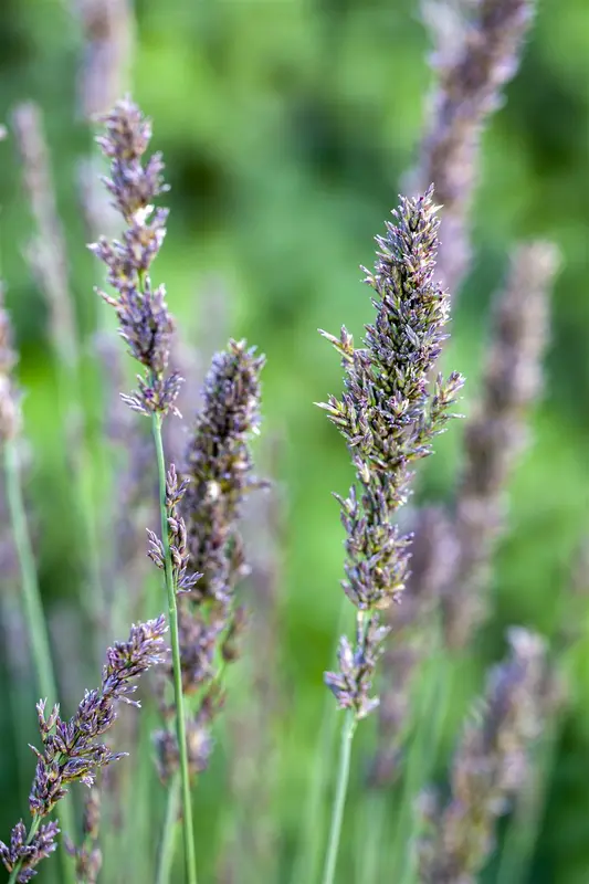 molinia caerulea P9 - afbeelding 5