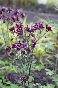 Aquilegia caerulea P9 - afbeelding 2