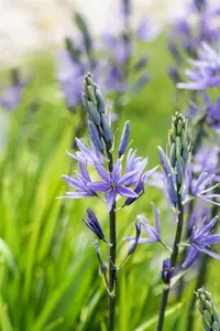 camassia leichtlinii 'caerulea' P11 - afbeelding 2