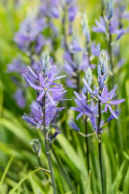 camassia leichtlinii 'caerulea' P11 - afbeelding 4