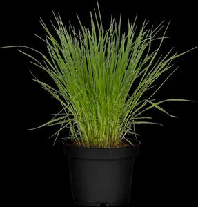 molinia caerulea P9 - afbeelding 2