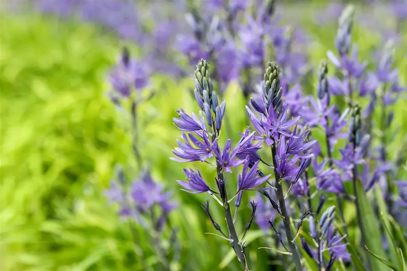 camassia leichtlinii 'caerulea' P11 - afbeelding 1