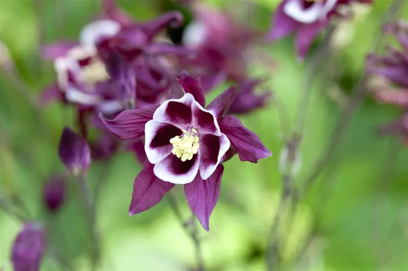 Aquilegia caerulea P9 - afbeelding 1