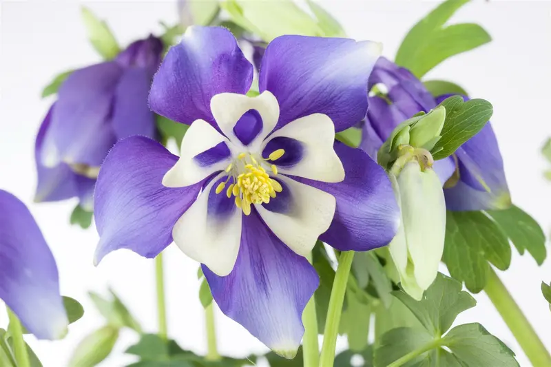 Aquilegia caerulea P9 - afbeelding 4