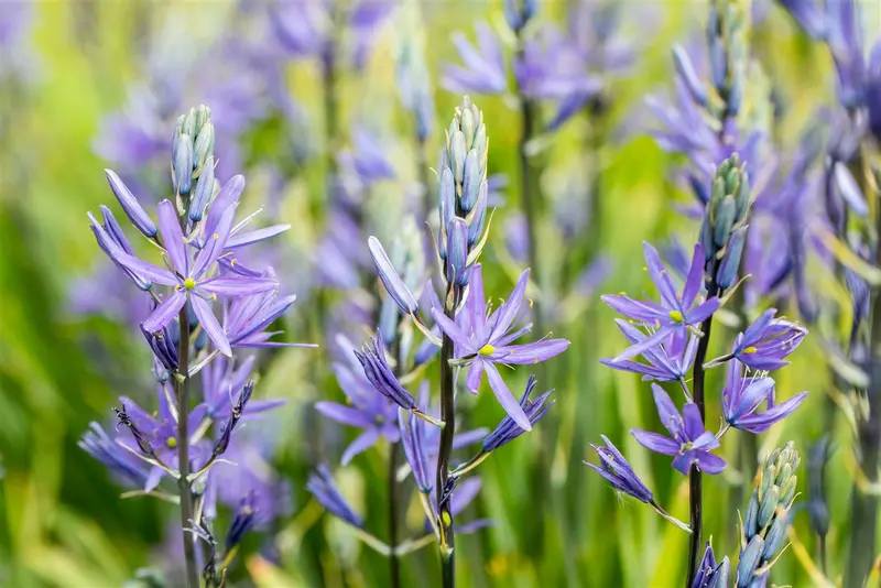 camassia leichtlinii 'caerulea' P11 - afbeelding 5