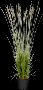 molinia caerulea P9 - afbeelding 3