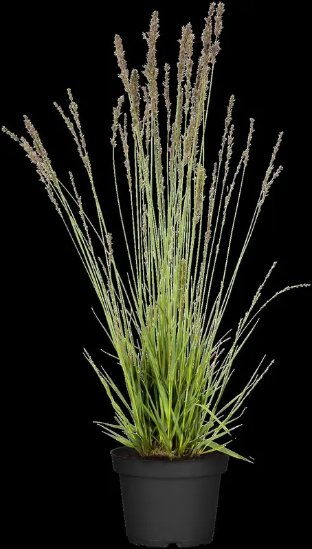 molinia caerulea P9 - afbeelding 4