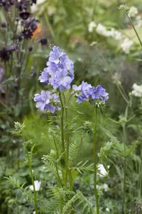 polemonium caeruleum P11 - afbeelding 5