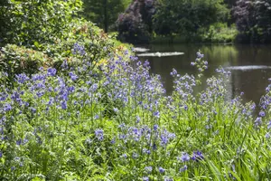 polemonium caeruleum P11 - afbeelding 3