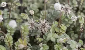 acaena caesiiglauca