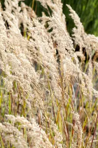 stipa calamagrostis (achnatherum calamagrostis) P9