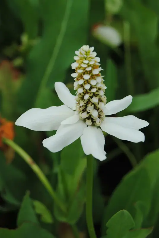 anemopsis californica P9