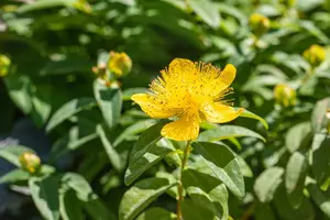 hypericum calycinum P11 - afbeelding 1