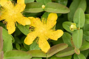 hypericum calycinum P11 - afbeelding 2