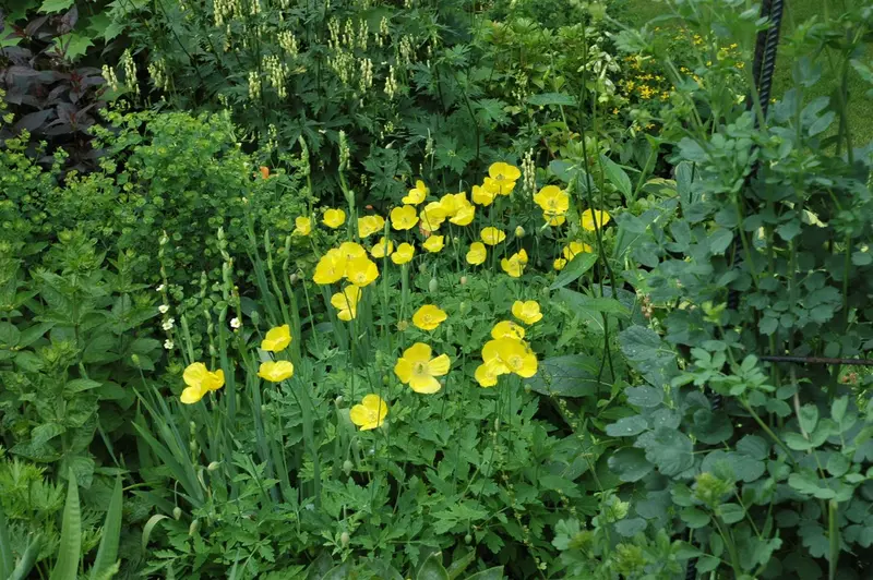 meconopsis cambrica P9 - afbeelding 1