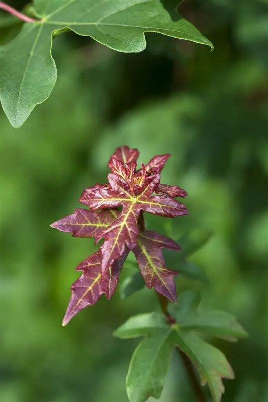 acer campestre (200-250 cm) - afbeelding 1