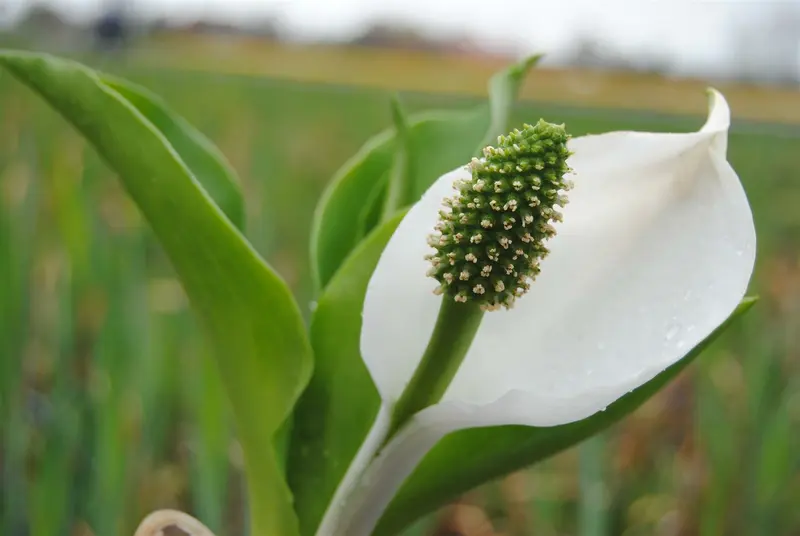 lysichiton camtschatcensis P9