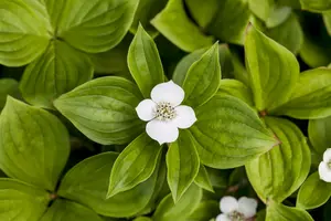 cornus canadensis P9 - afbeelding 1