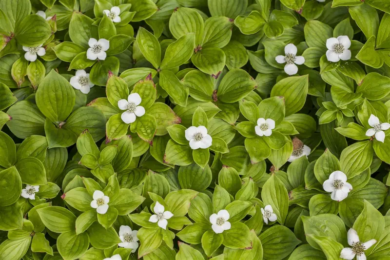 cornus canadensis P9 - afbeelding 2