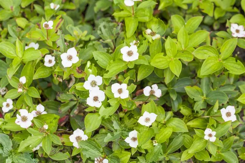 cornus canadensis P9 - afbeelding 5