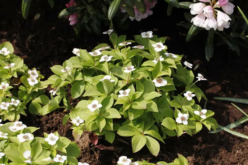 cornus canadensis P9 - afbeelding 3