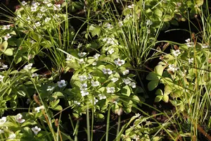 cornus canadensis P9 - afbeelding 4