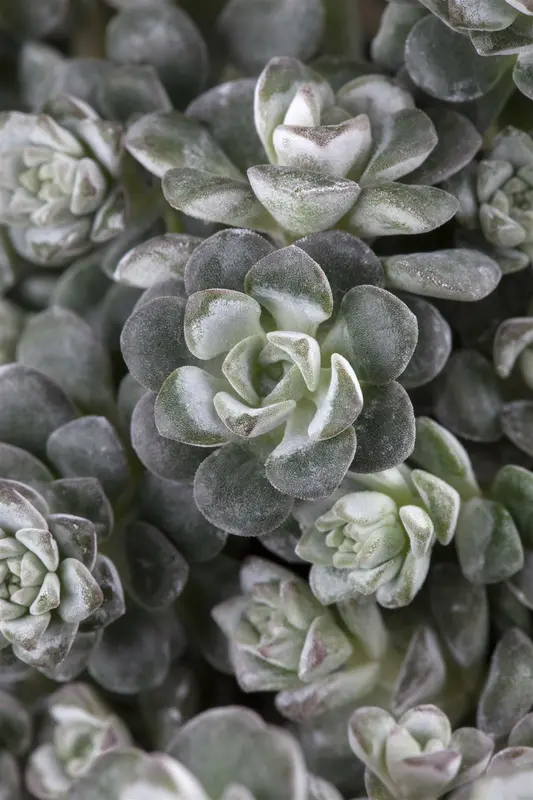 sedum spath. 'cape blanco' P11 - afbeelding 2