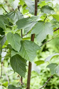 acer capillipes (80-100 cm) - afbeelding 1