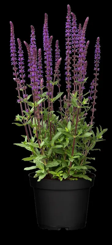 salvia nem. 'caradonna' P11 - afbeelding 2