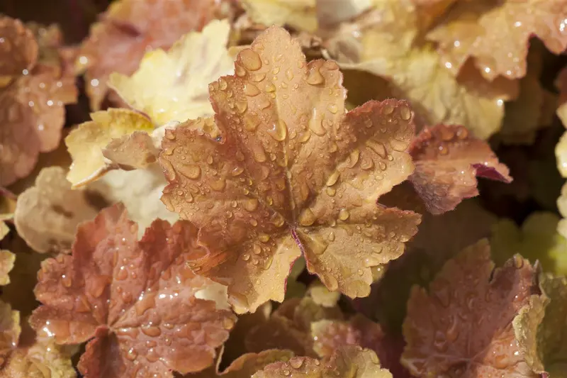 heuchera hybr. 'caramel'® C2 - afbeelding 1