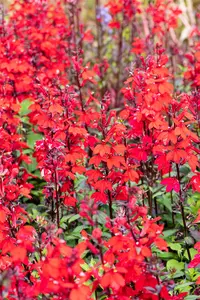 lobelia cardinalis P9 - afbeelding 5