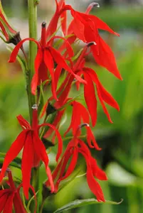 lobelia cardinalis P9 - afbeelding 1