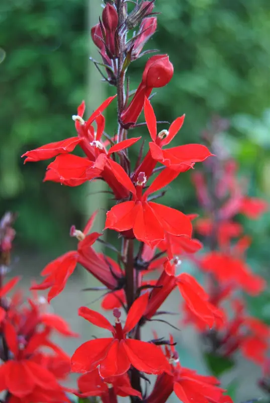 lobelia cardinalis P9 - afbeelding 2