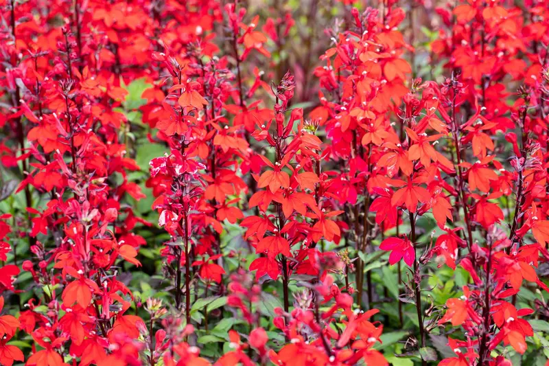 lobelia cardinalis P9 - afbeelding 4