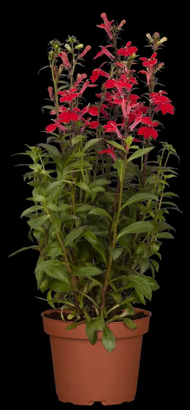 lobelia cardinalis P9 - afbeelding 3