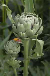 cynara cardunculus (kardoen) P9 - afbeelding 2