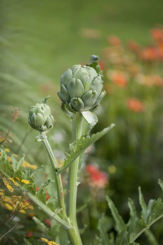 cynara cardunculus (kardoen) P9 - afbeelding 3