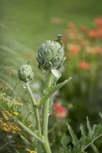 cynara cardunculus (kardoen) P9 - afbeelding 3