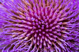 cynara cardunculus (kardoen) P9 - afbeelding 5