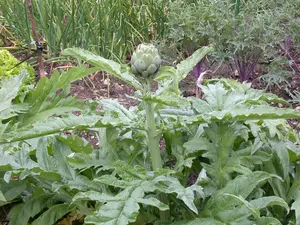 cynara cardunculus (kardoen) P9 - afbeelding 4