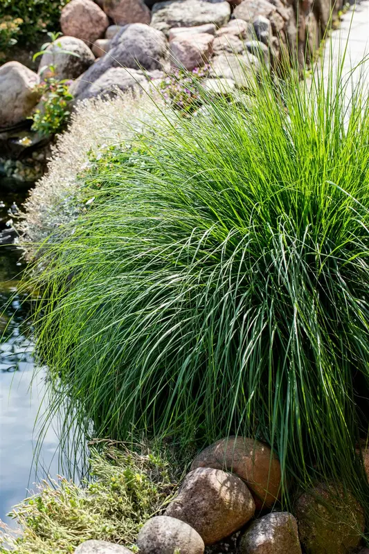 carex paniculata P7 - afbeelding 1