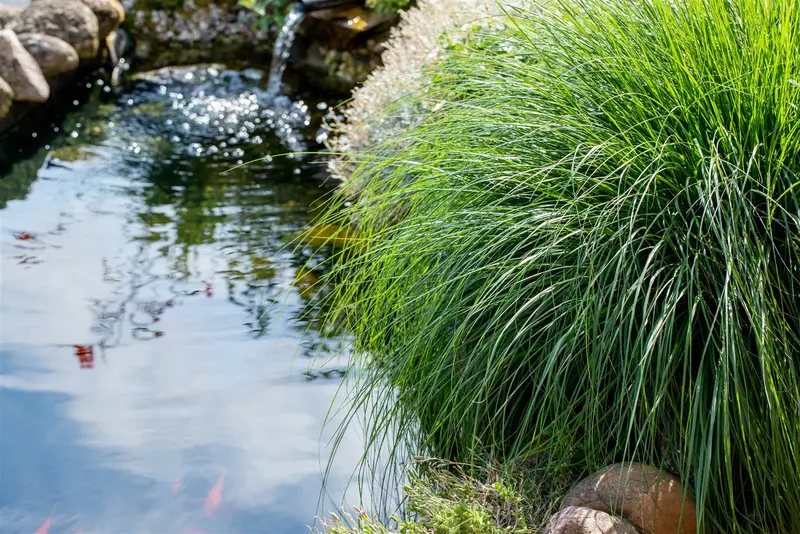 carex paniculata P7 - afbeelding 2