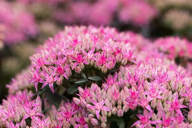 sedum 'carl' P11 - afbeelding 5