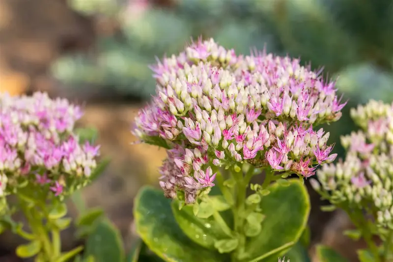 sedum spect. 'carmen' P9 - afbeelding 1