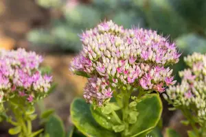 sedum spect. 'carmen' P9 - afbeelding 1